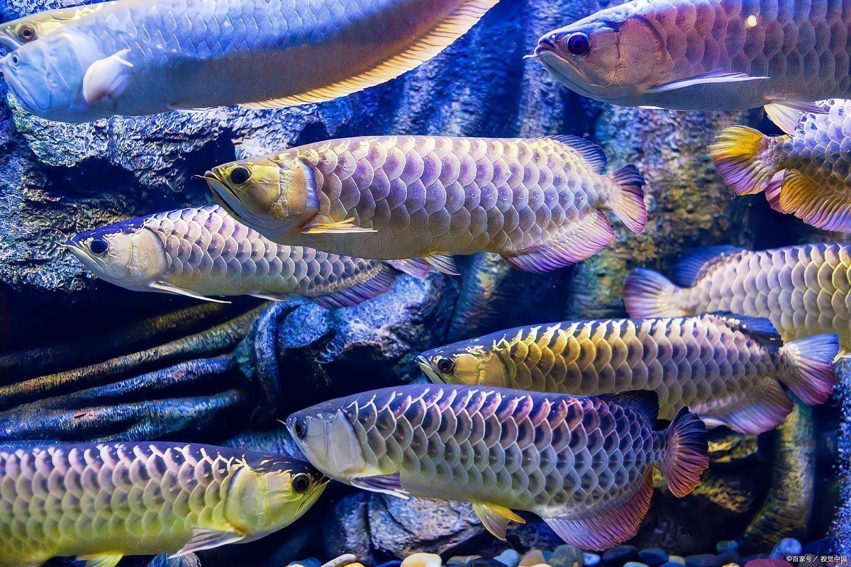 如何判斷龍魚是否患有其他疾病？