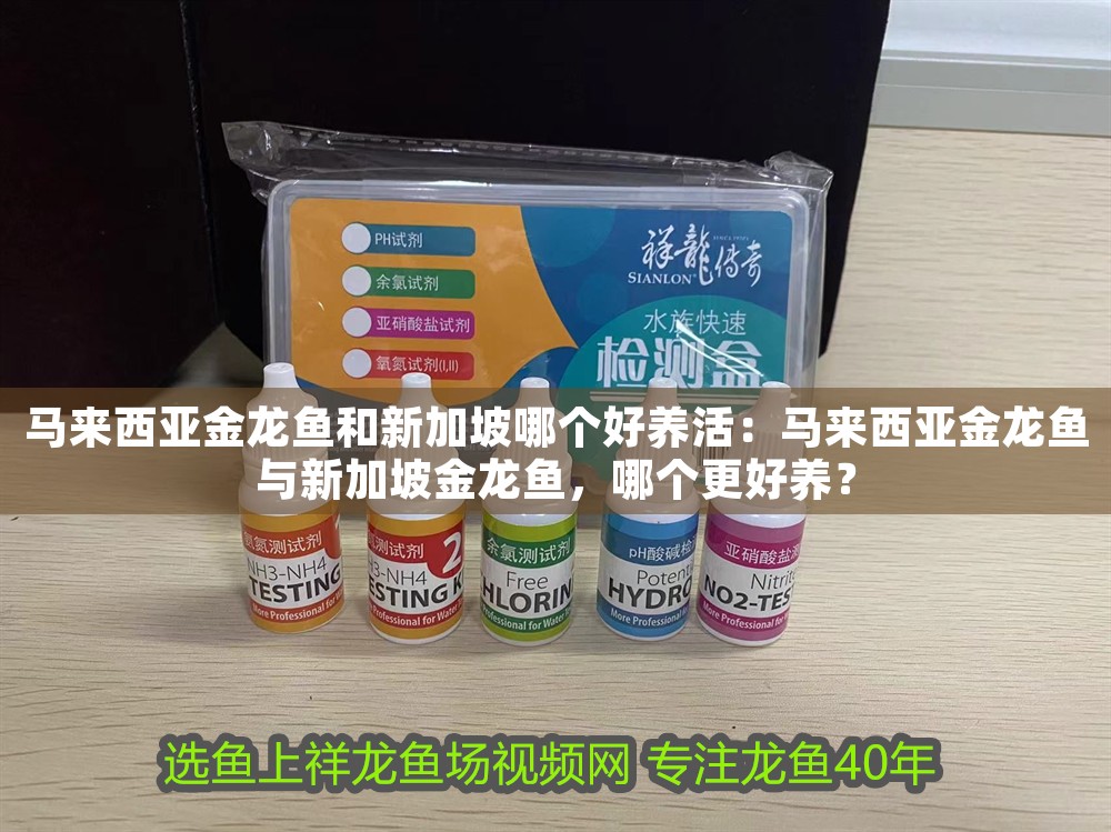 馬來西亞金龍魚和新加坡哪個好養(yǎng)活：馬來西亞金龍魚與新加坡金龍魚，哪個更好養(yǎng)？