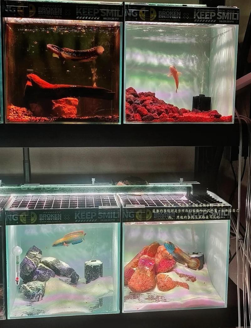 什么龍魚便宜好養活