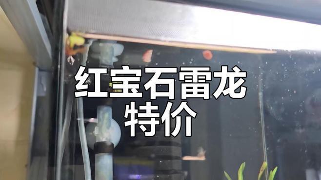 什么龍魚便宜好養活