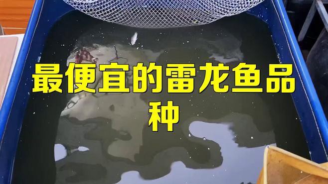 什么龍魚便宜好養活