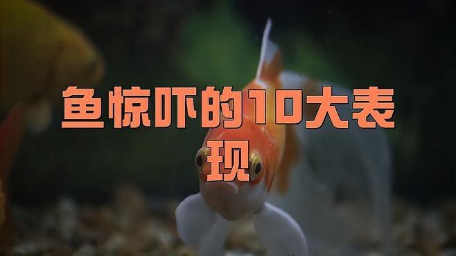 虎紋恐龍魚不吃食物怎么辦呀圖片