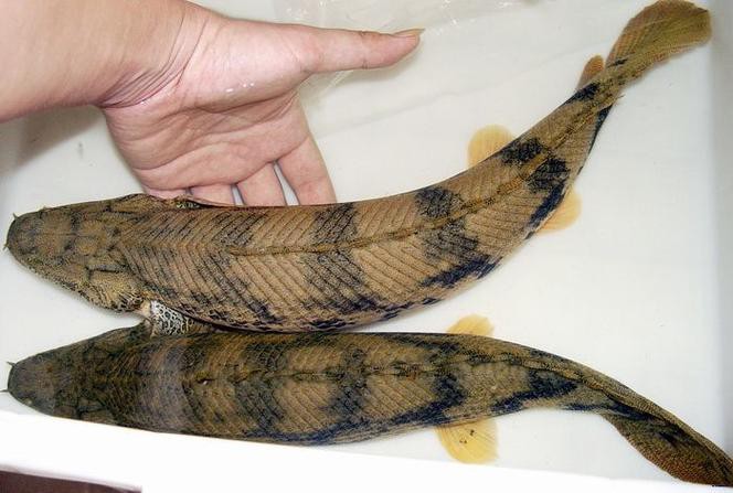 虎紋恐龍魚不吃食物怎么辦呀圖片