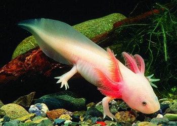 六角恐龍魚有什么特殊功能，六角恐龍魚在生物學(xué)研究中的應(yīng)用