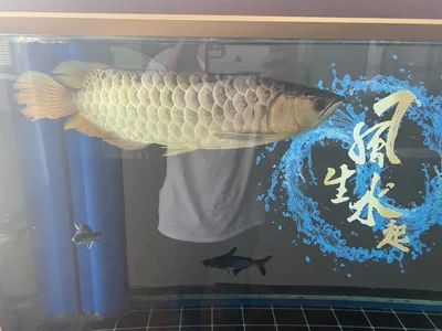 龍魚的胃袋幾天能長好：龍魚吐胃袋后的恢復時間一般需要7到10天左右
