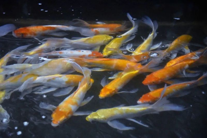 紅龍魚人工繁殖情況如何？