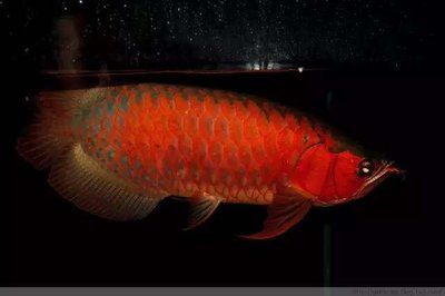 龍魚用了亞甲基藍可以進食嗎（龍魚用了亞甲基藍可以進食嗎龍魚用了亞甲基藍可以進食嗎）