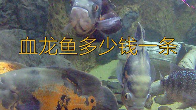 血紅龍魚大概多少錢一只啊