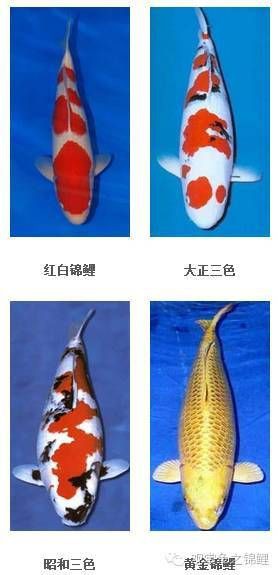 錦鯉一二三段哪個(gè)好