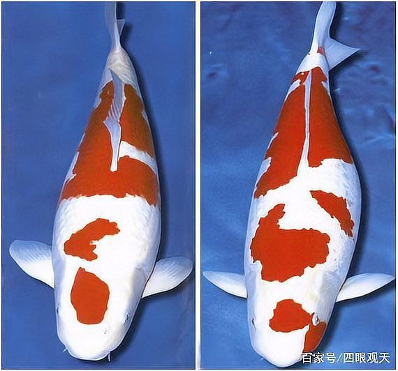 錦鯉一二三段哪個(gè)好
