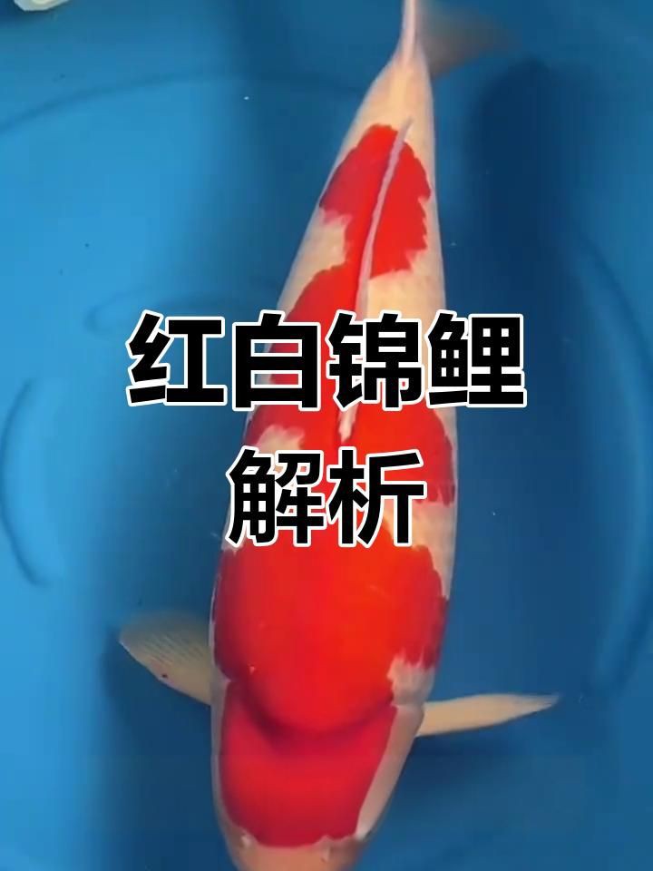 錦鯉一二三段哪個(gè)好