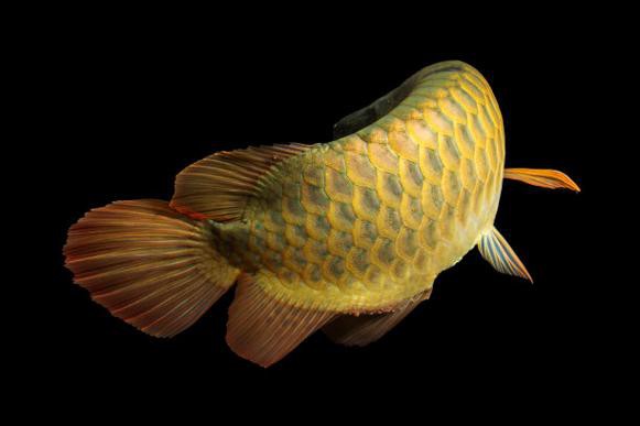 金背龍魚多少錢一條圖片
