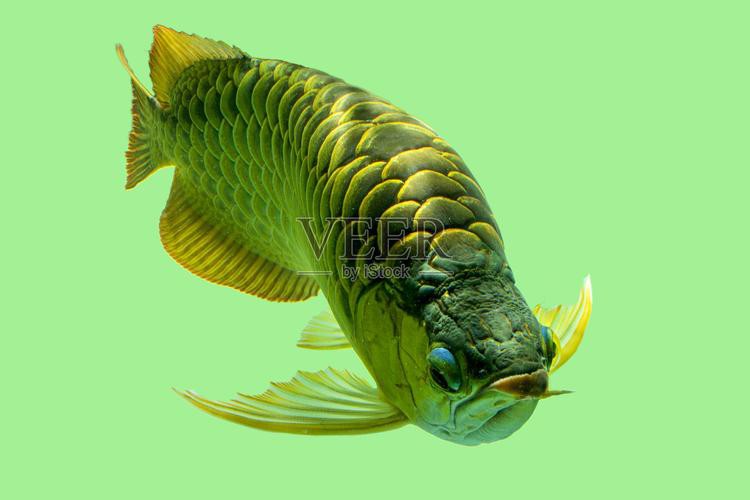 金背龍魚多少錢一條圖片