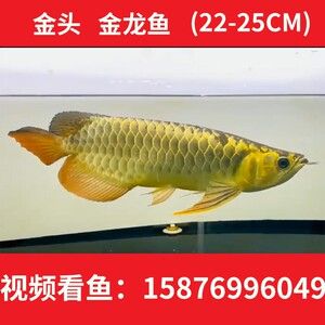 三十厘米的金龍魚可不可以直接喂活魚（三十厘米大小的金龍魚可以喂活魚嗎？）