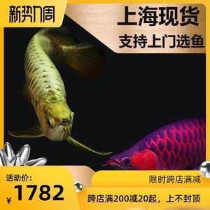 三十厘米的金龍魚可不可以直接喂活魚（三十厘米大小的金龍魚可以喂活魚嗎？）