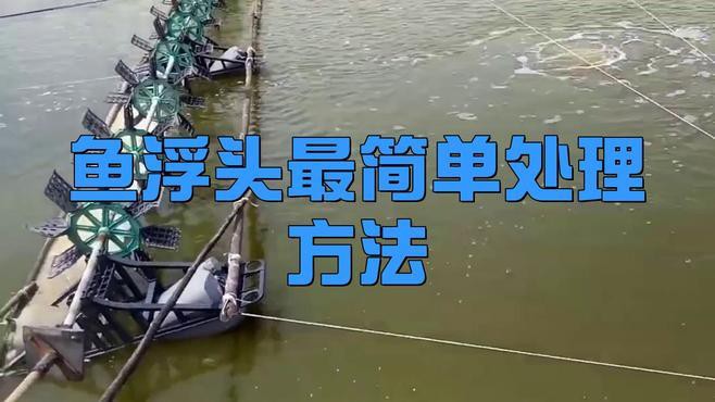 龍魚浮頭后如何急救？