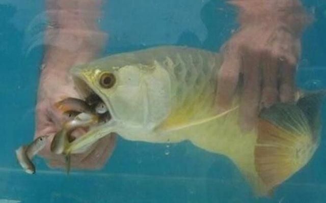 金龍魚(yú)嘴巴撞壞怎么辦：金龍魚(yú)嘴巴撞壞后怎么辦