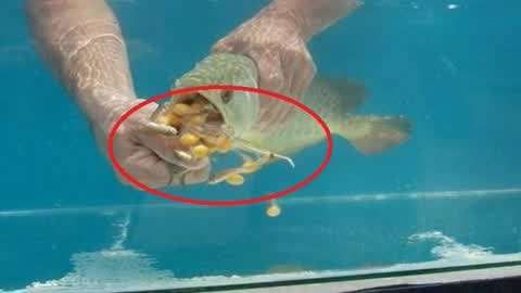 金龍魚(yú)嘴巴撞壞怎么辦：金龍魚(yú)嘴巴撞壞后怎么辦