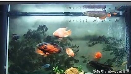 龍魚和地圖混養喂什么好：混養龍魚和地圖魚的混養喂食時需要關注以下幾個方面