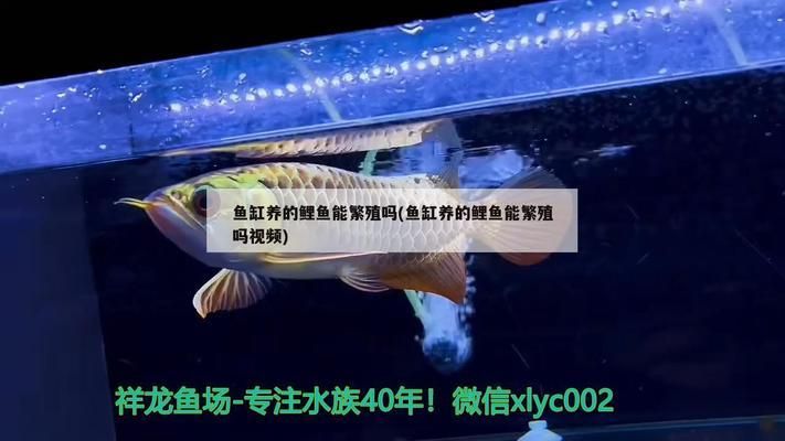 龍魚缸的水位多少合適：)-龍魚受傷后如何治療龍魚受傷后的飲食調整