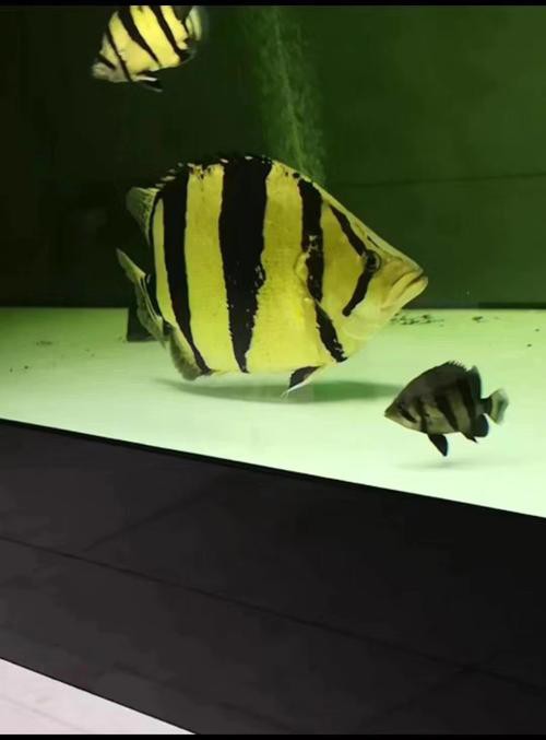 虎魚圖片及價格一一龍魚配什么魚