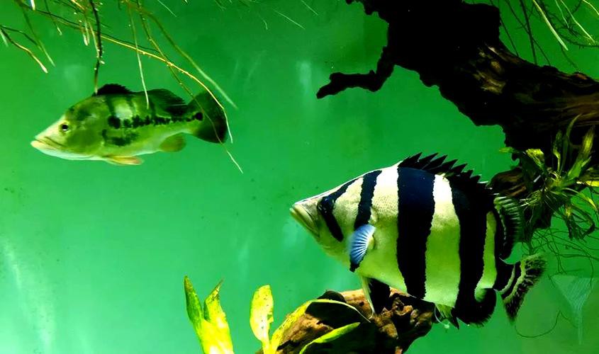 虎魚圖片及價格一一龍魚配什么魚