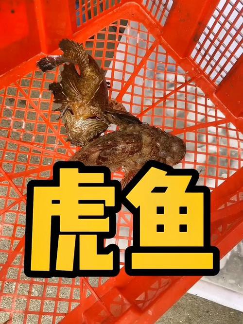 虎魚圖片及價格一一龍魚配什么魚