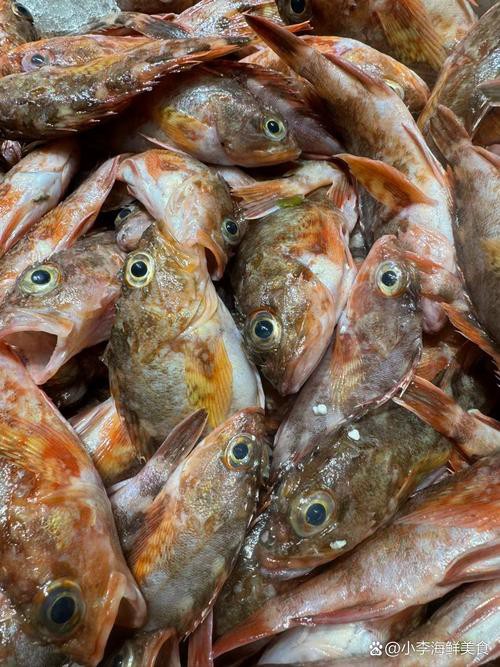 虎魚圖片及價格一一龍魚配什么魚