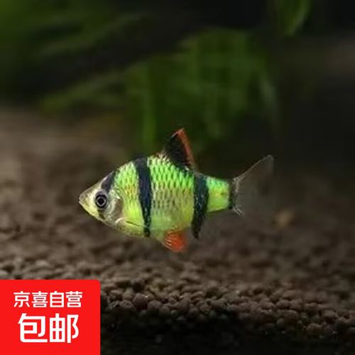 虎魚圖片及價格一一龍魚配什么魚