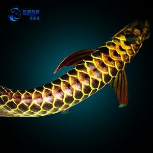 金龍魚號：關于“金龍魚號”的詳細信息
