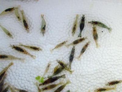 龍魚(yú)可以吃蝦仁嗎有營(yíng)養(yǎng)嗎：龍魚(yú)可以吃蝦仁嗎？