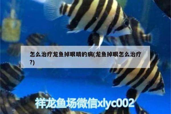 龍魚什么樣算掉眼了：龍魚掉眼怎么辦