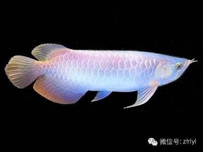 星點龍魚和銀龍哪個好（星點龍魚與銀龍魚各有優缺點）