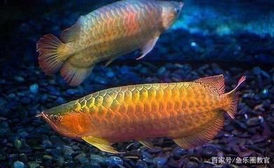 星點龍魚和銀龍哪個好（星點龍魚與銀龍魚各有優缺點）