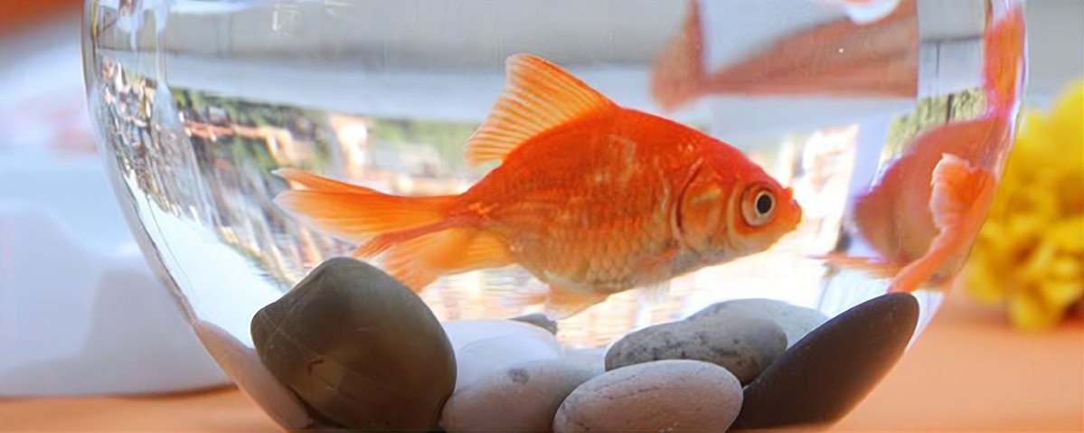 龍魚缸濾材多久清洗一次合適