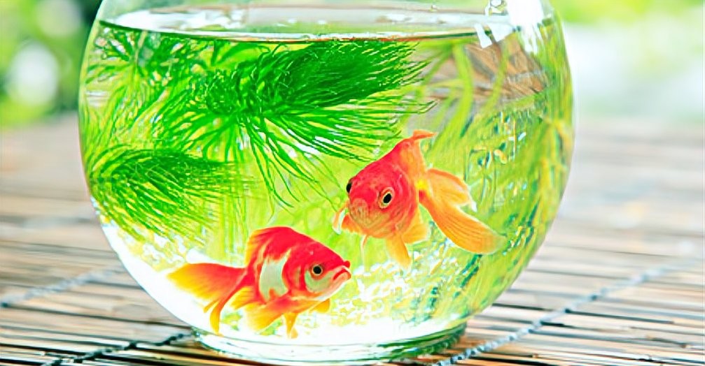 龍魚缸濾材多久清洗一次合適