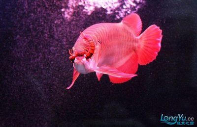 紅龍魚喂蜈蚣有什么作用？：紅龍魚喂蜈蚣的作用