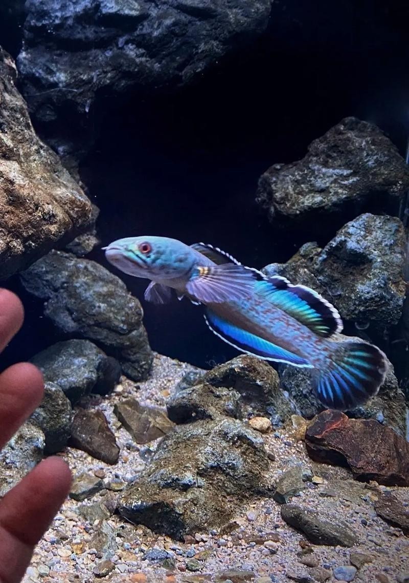 雷龍魚眼睛內凹多久會自愈？