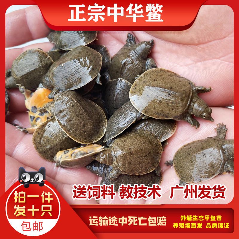 20公分紅龍魚苗怎樣養（如何飼養紅龍魚）