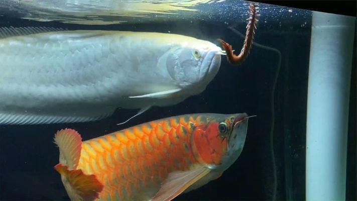 青龍魚能活多久壽命，如何判斷青龍魚的壽命