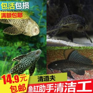 女王大帆魚苗性別鑒別方法，