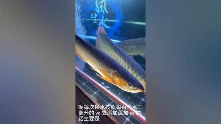 龍魚(yú)的藥可以給其他魚(yú)用嗎視頻播放：龍魚(yú)藥水對(duì)其他魚(yú)類(lèi)是否有效