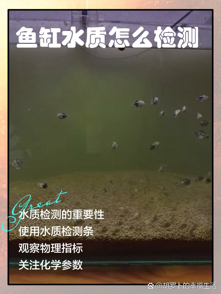 如何檢測龜增色龍魚的水質參數？