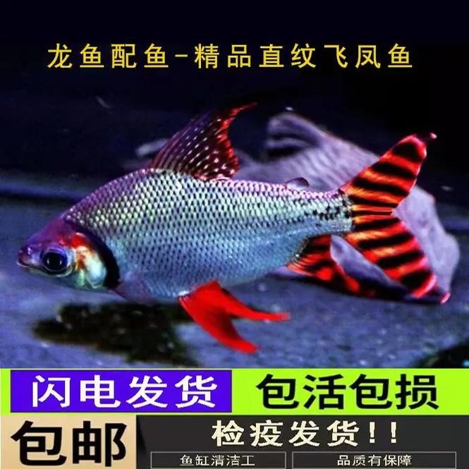 銀龍魚混養最佳搭配圖解大全