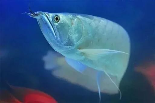 銀龍魚混養最佳搭配圖解大全