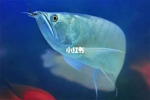 銀龍魚混養最佳搭配圖解大全
