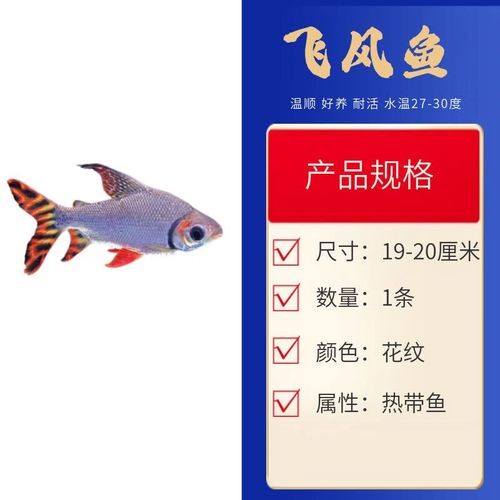 銀龍魚混養最佳搭配圖解大全