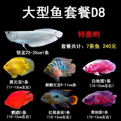 銀龍魚混養最佳搭配圖解大全