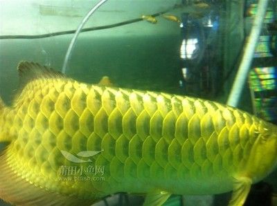 金龍魚吃什么小魚好：金龍魚吃什么小魚好360問答金龍魚吃什么小魚好