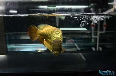 金龍魚吃什么小魚好：金龍魚吃什么小魚好360問答金龍魚吃什么小魚好